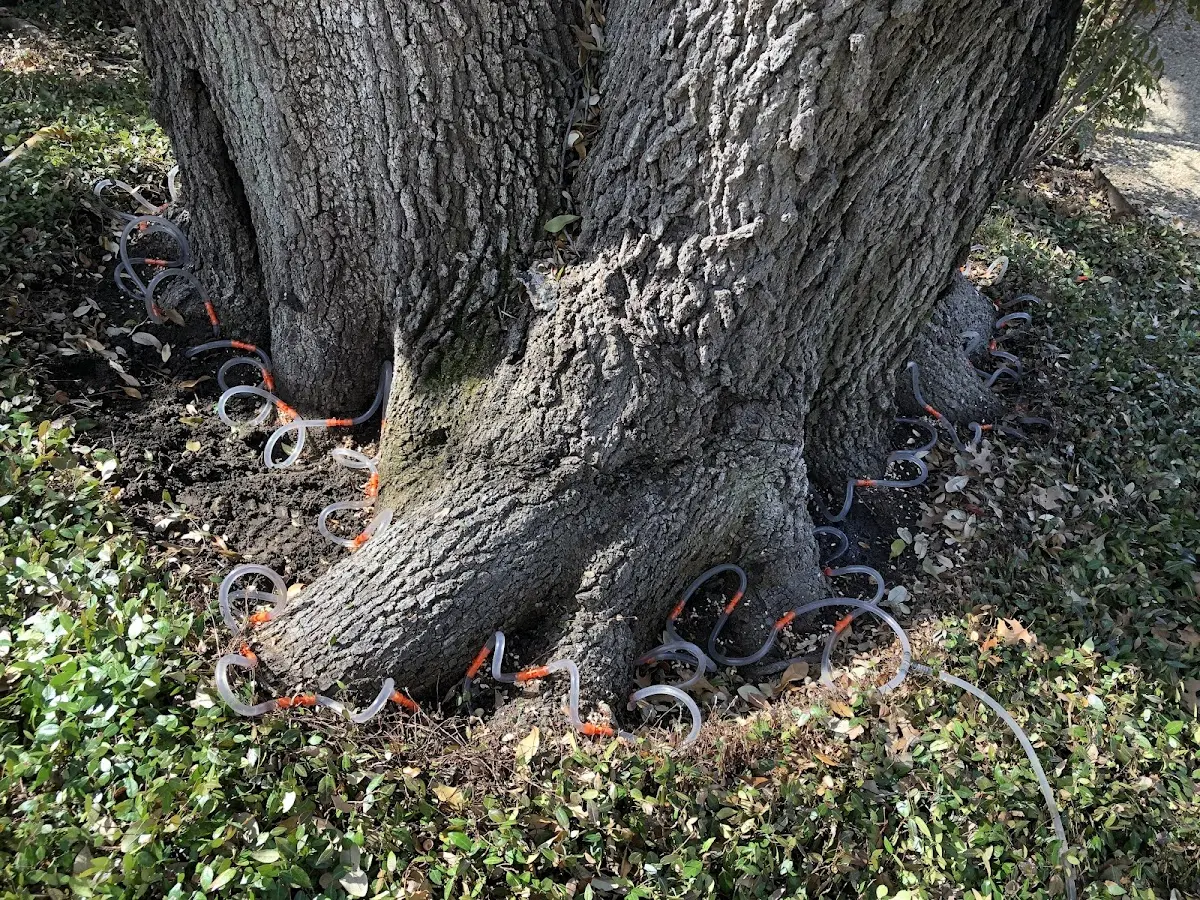 Detailed Tree Cabling and Bracing job site in Airway Heights