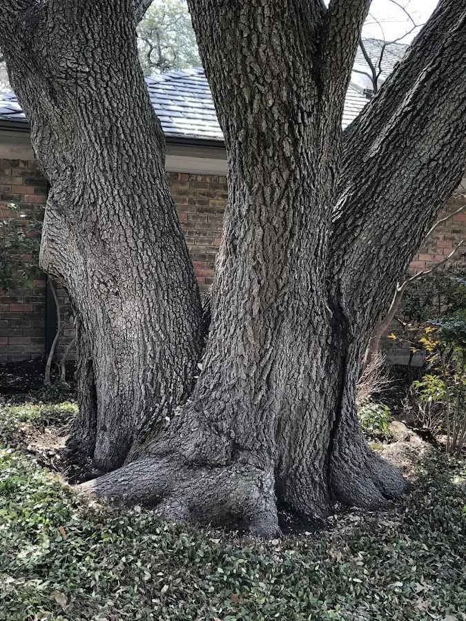 Mature heritage tree close to a Airway Heights property cared for by certified arborists